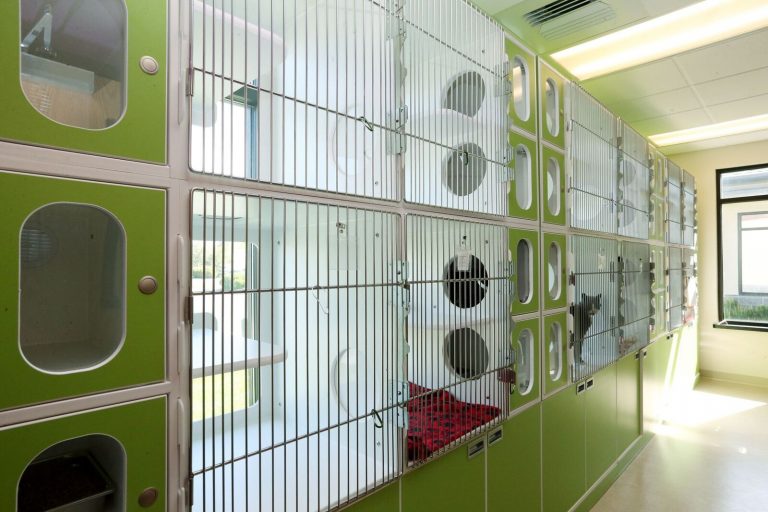 Billings Pet Boarding Dog Boarding